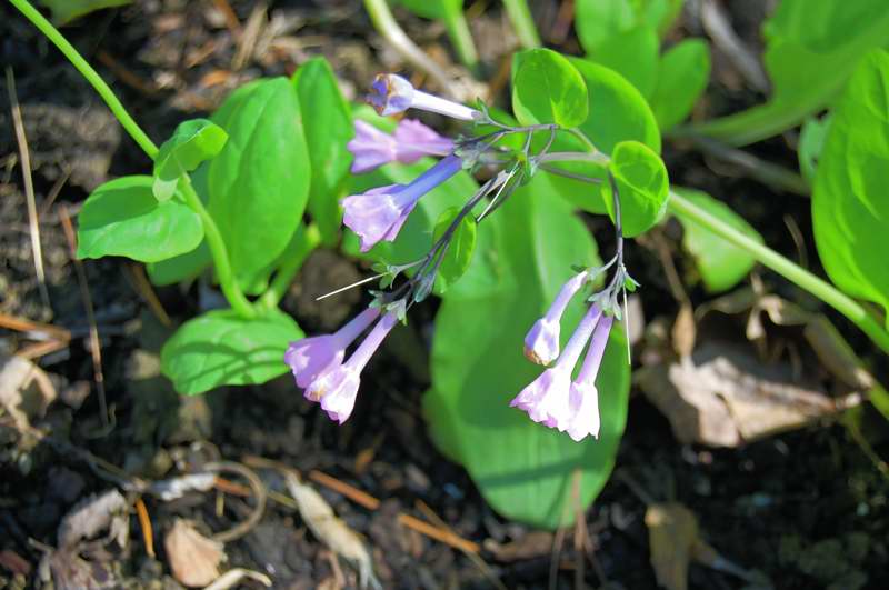Picture of Mertensia virginica  Virginia Bluebells