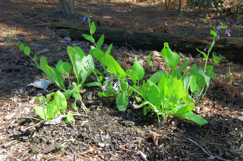 Picture of Mertensia virginica  Virginia Bluebells