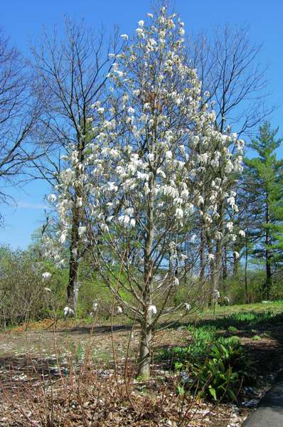 Picture of Magnolia x 'Wadas Memory' Wadas Memory Magnolia