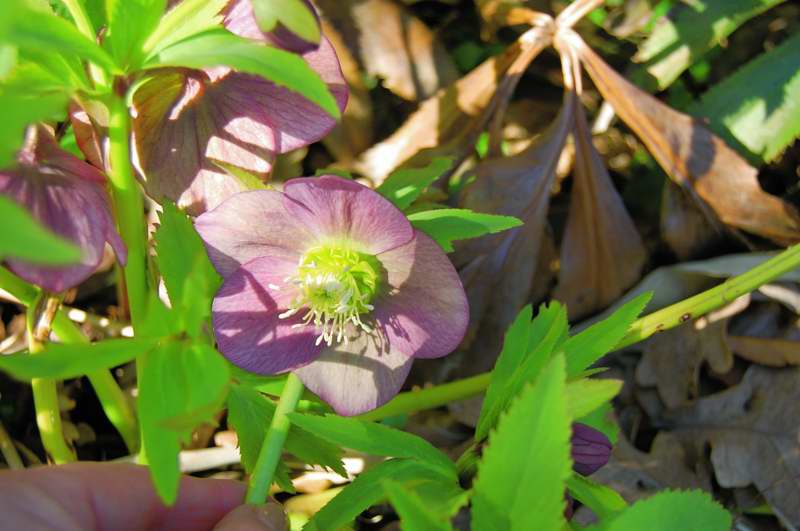 Picture of Helleborus x hybridus 'Blue Lady' Blue Lady Lenten rose