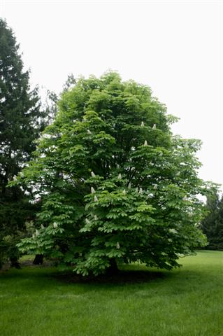 Aesculus hippocastanum aesculushippocastenum050708sg10(Small).jpg