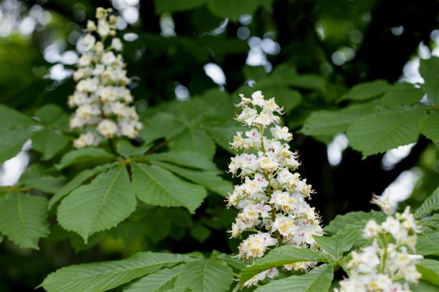 Picture of Aesculus hippocastanum  Common Horsechestnut