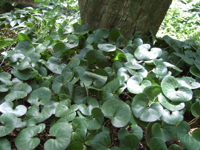Picture of Asarum europaeum  European Ginger