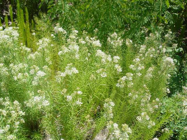 Picture of Asclepias verticillata Whorled Milkweed