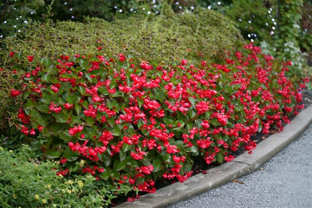 Picture of Begonia benariensis Whopper Red with Green Leaf 