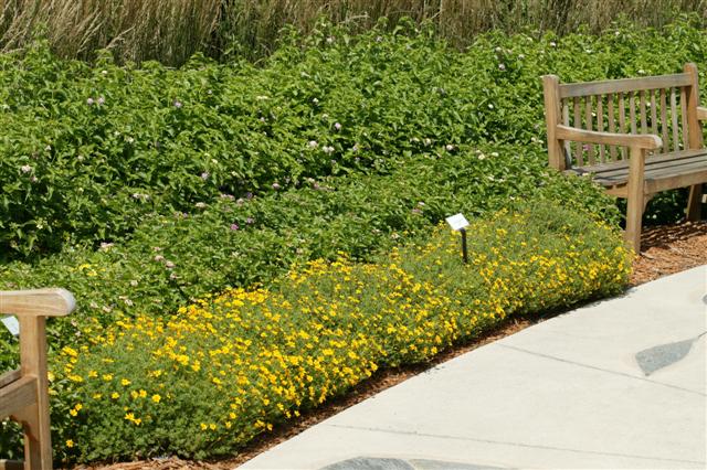 Picture of Bidens ferulifolia Goldilocks Rocks� 