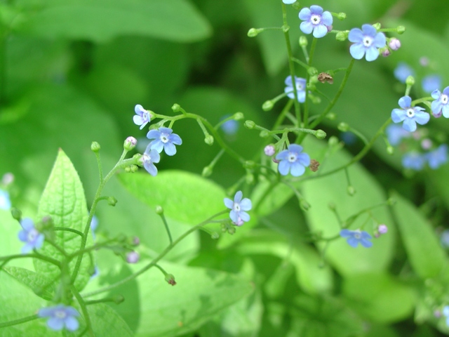 Picture of Brunnera macrophylla  Siberian Bugloss