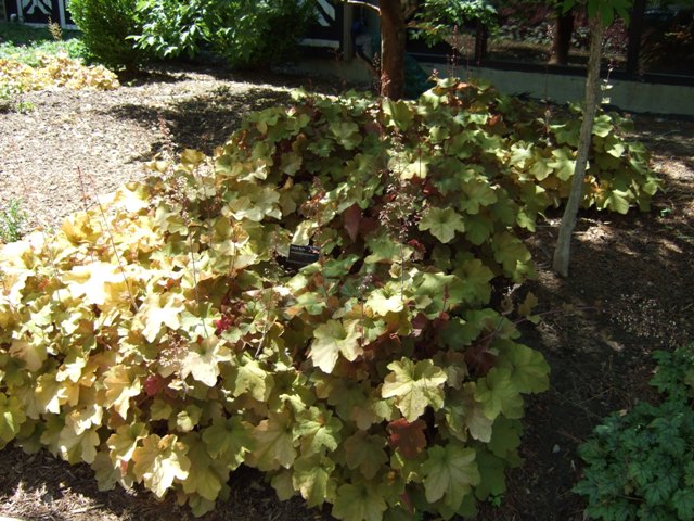 Picture of Heuchera villosa 'Caramel' Caramel Alum Root