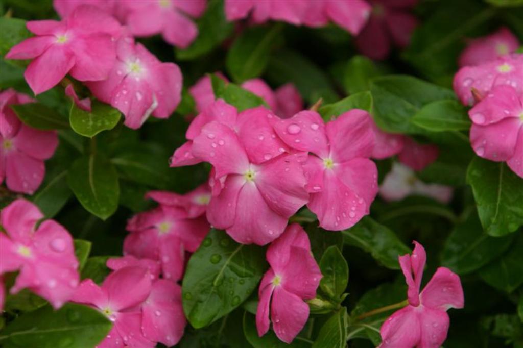 Picture of Catharanthus roseus 'First Kiss Think Pink' First Kiss Think Pink Vinca