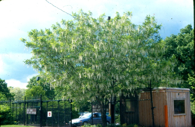 Picture of Cladrastis kentukea  Yellowwood