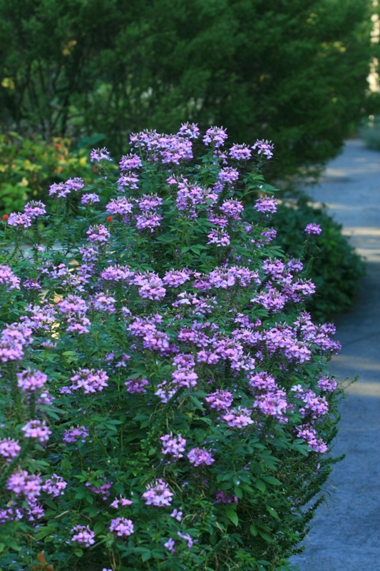Picture of Cleome 'Senorita Rosalita�' Senorita Rosalita� Spider Flower