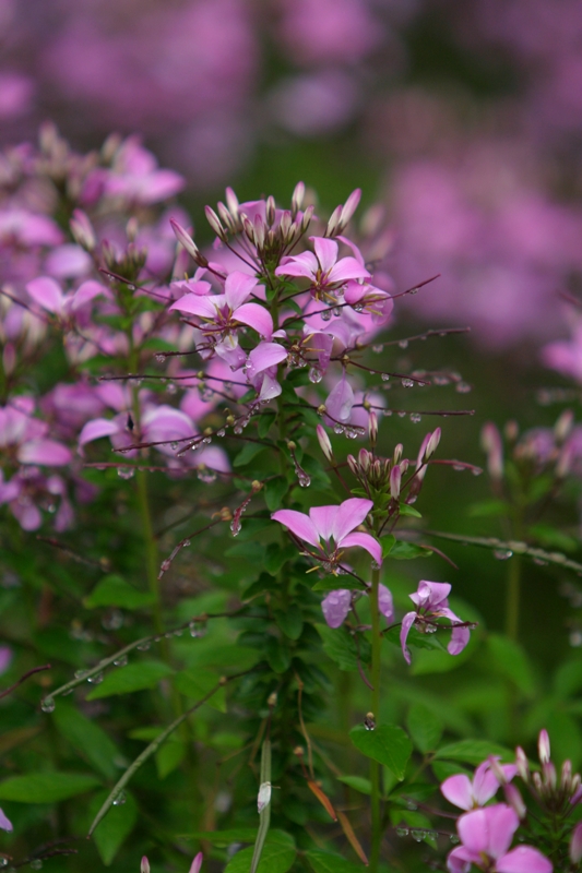 Picture of Cleome 'Senorita Rosalita�' Senorita Rosalita� Spider Flower