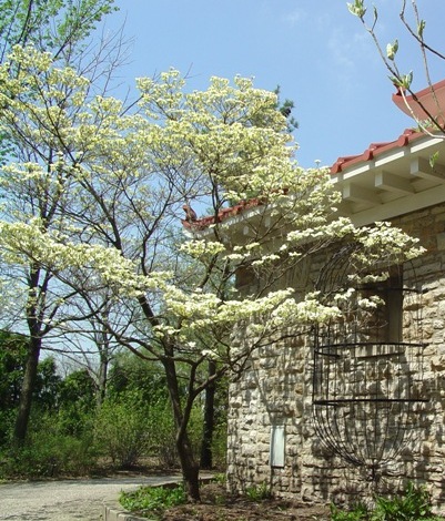 Picture of Cornus florida 'Cloud Nine' Cloud Nine Flowering Dogwood
