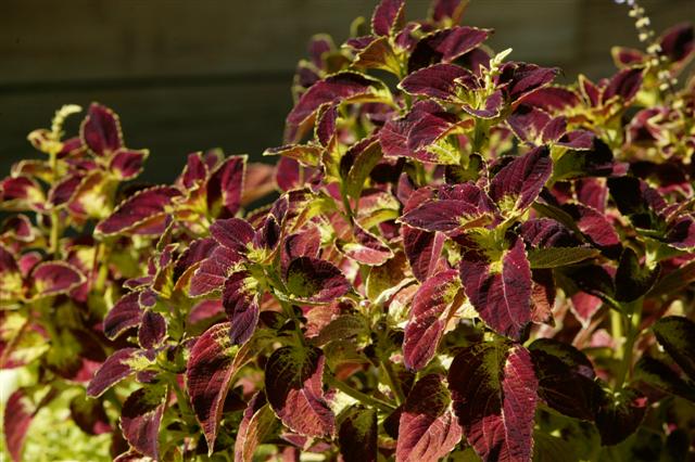 Picture of Solenostemon  ColorBlaze� Dipt in Wine 