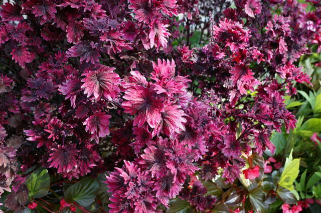 Picture of Solenostemon  Gnash Rambler 