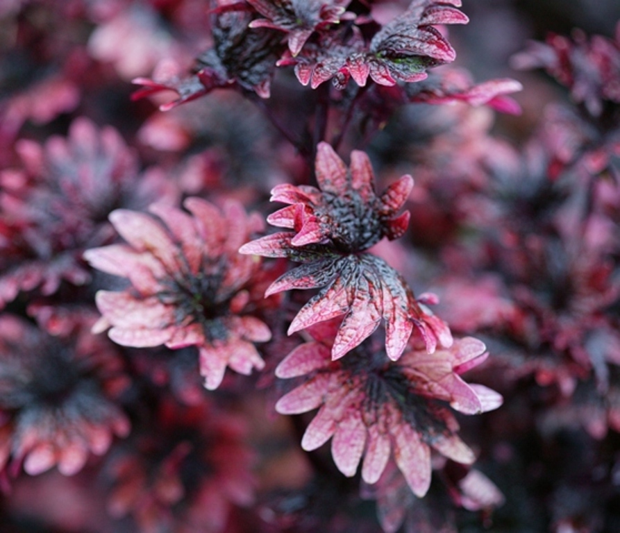 Picture of Solenostemon  'Signature� Gnash Rambler' Signature� Gnash Rambler Coleus
