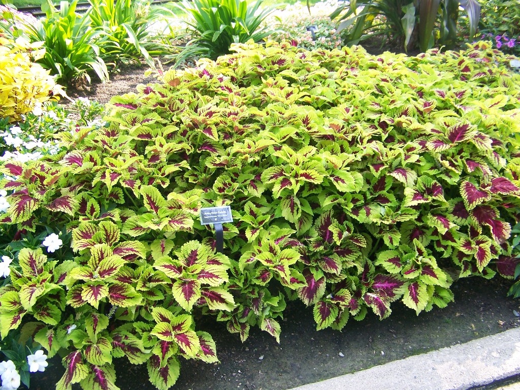 Picture of Solenostemon  scutellariodes 'Kong� Rose' Kong� Rose Coleus