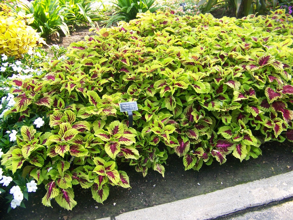 Picture of Solenostemon scutellariodes 'Kong� Scarlet' Kong� Scarlet Coleus