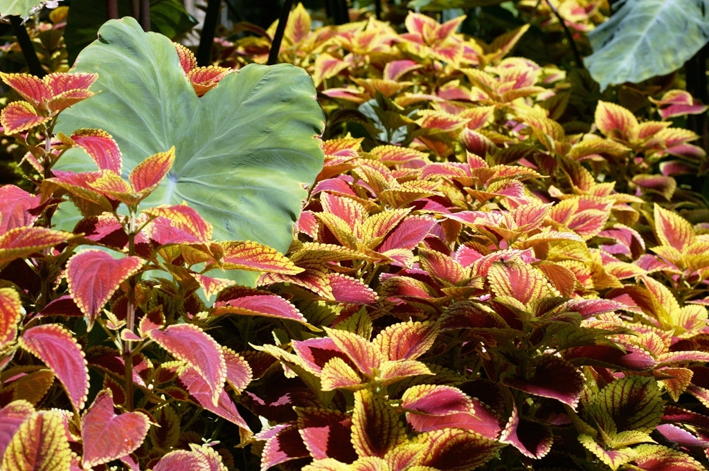 Picture of Solenostemon hybrida 'Trusty Rusty' Trusty Rusty Coleus
