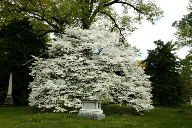 Cornus florida cornusfloridaspringgrove.jpg