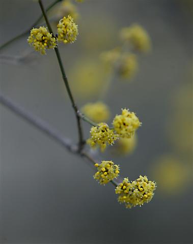 Picture of Cornus mas Cornelian cherry dogwood