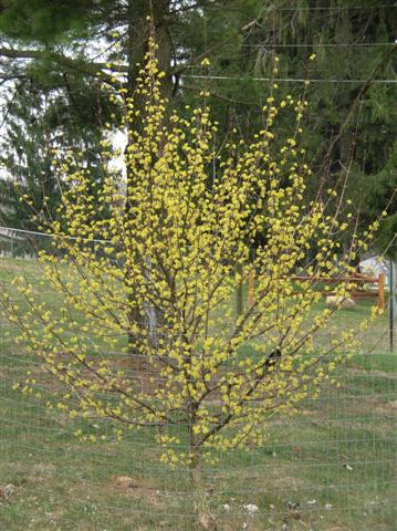Picture of Cornus officinalis  Japanese Cornel Dogwood