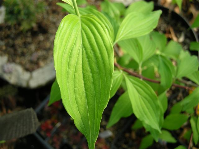 Picture of Cornus officinalis  Japanese Cornel Dogwood
