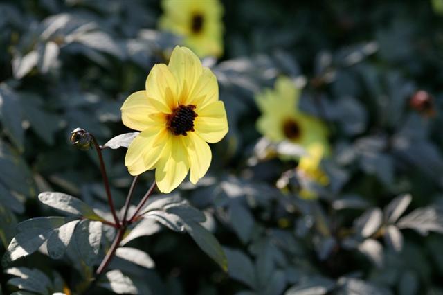 Picture of Dahlia  Mystic Illusion 