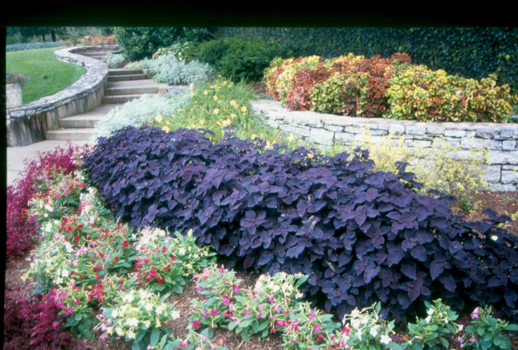 Picture of Solenostemon scutellarioides 'Colorblaze� Dark Star' Colorblaze� Dark Star Coleus