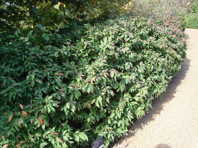 Picture of Euonymus alatus 'Rudy Haag' Rudy Haag Winged Euonymus