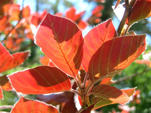 Picture of Fagus sylvatica 'Klein Copper' Klein Copper European Beech