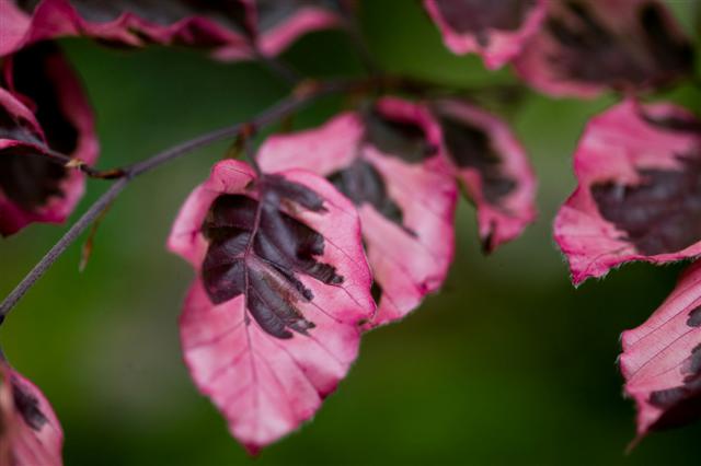 Picture of Fagus sylvatica 'Roseo-marginata' Tri-colored European Beech