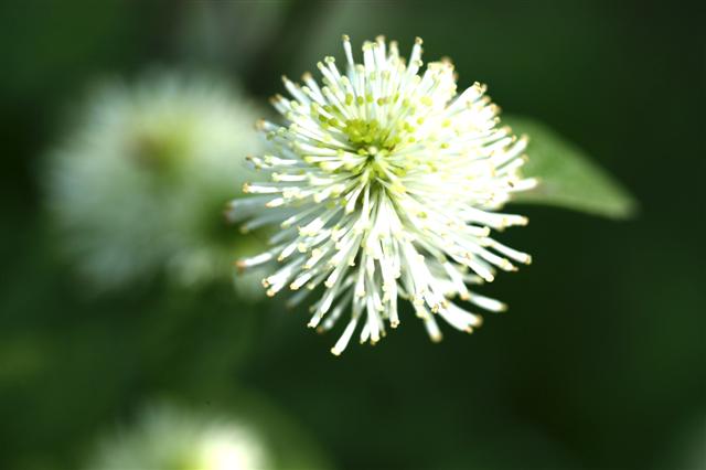 Picture of Fothergilla gardenii  Dwarf Fothergilla