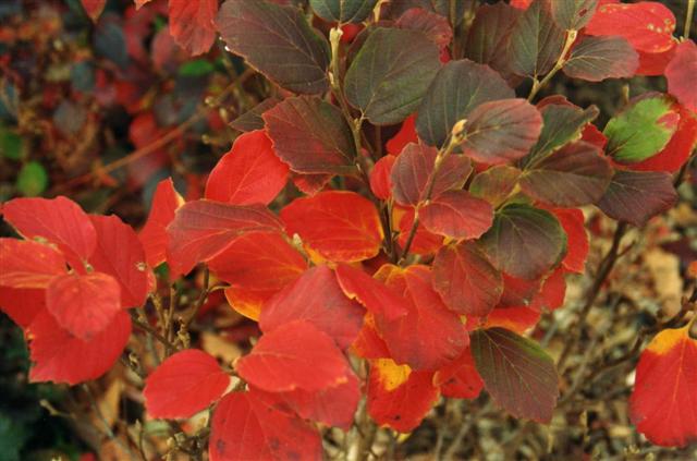 Picture of Fothergilla gardenii  Dwarf Fothergilla