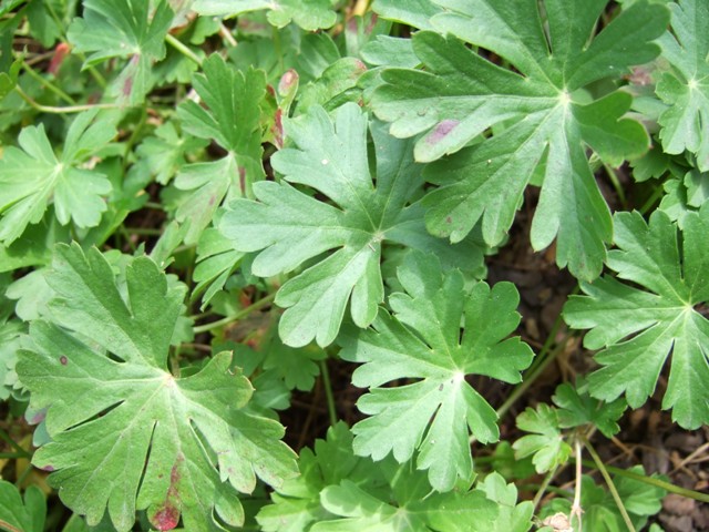 Picture of Geranium x cantabrigiense 'Biokova' Biokovo Geranium