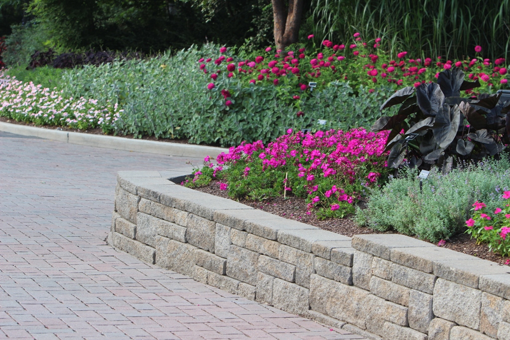 Picture of Pelargonium  'Calliope� Lavender Rose' Calliope� Lavender Rose Geranium