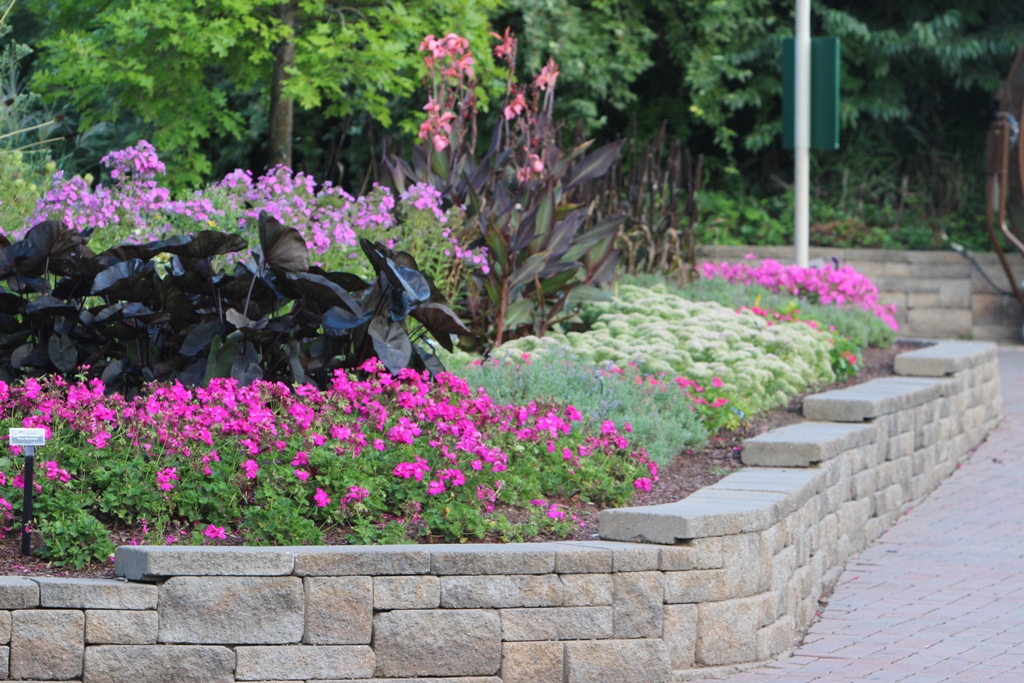 Picture of Pelargonium  'Calliope� Lavender Rose' Calliope� Lavender Rose Geranium