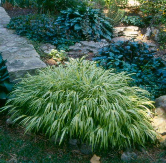 Picture of Hakonechloa macra 'Aureola' Golden Hakonechloa