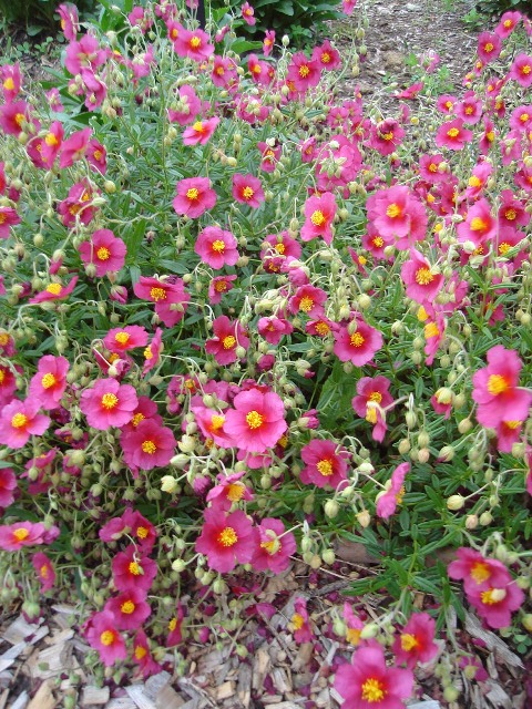 Helianthemum nummularium helianthhartswoodrub.JPG