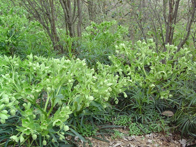 Picture of Helleborus foetidus  Stinking Hellebore or Green Hellebore