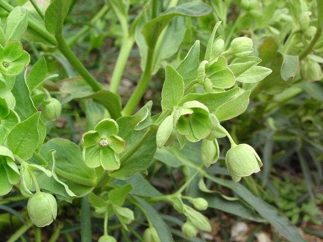 Picture of Helleborus foetidus  Stinking Hellebore or Green Hellebore