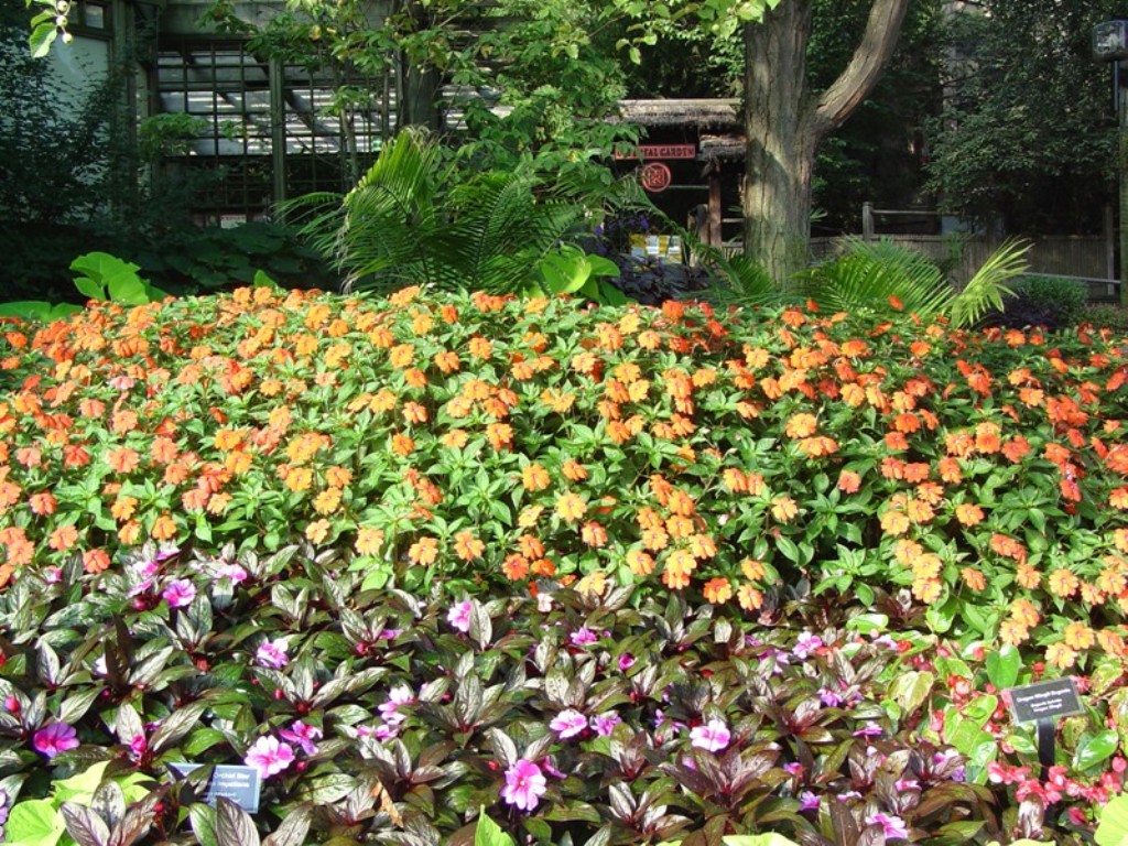 Picture of Impatiens walleriana 'Fanfare� Orange Trailing' Fanfare� Orange Trailing