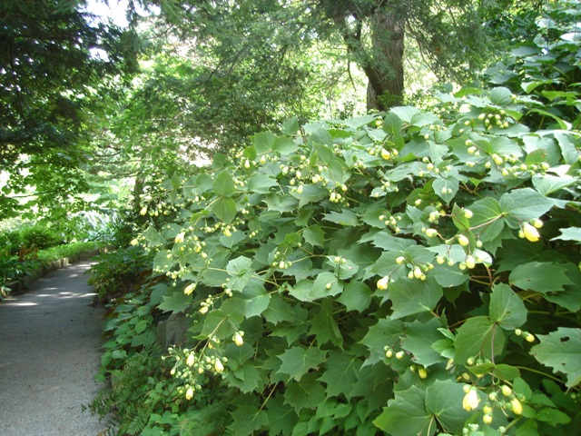 Picture of Kirengeshoma palmata  Yellow Wax-bells