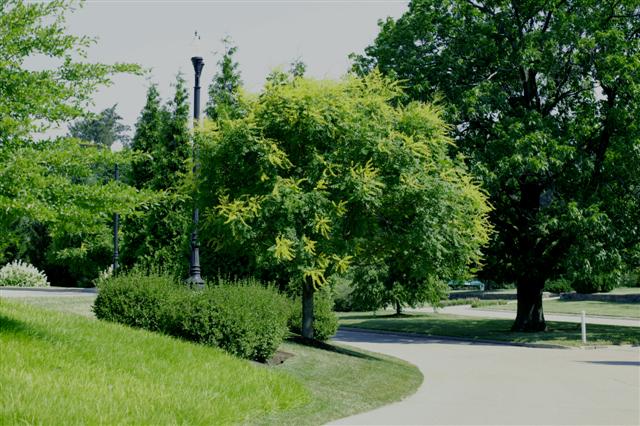 Picture of Koelreuteria paniculata  Golden Rain Tree