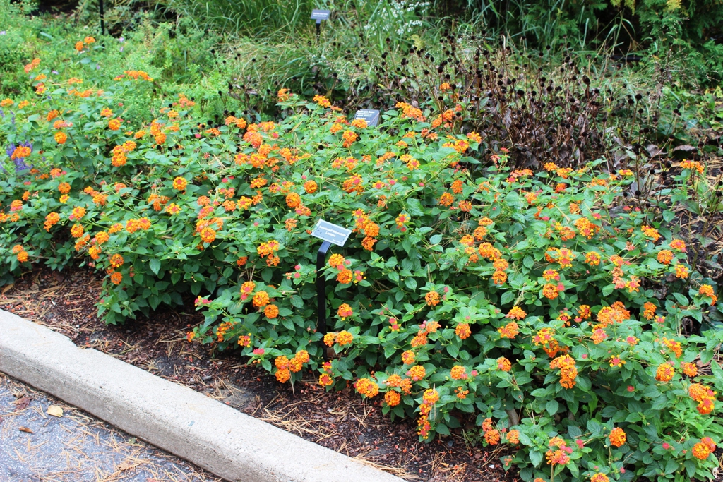 Picture of Lantana camara 'Luscious� Marmalade' Luscious� Marmalade Lantana