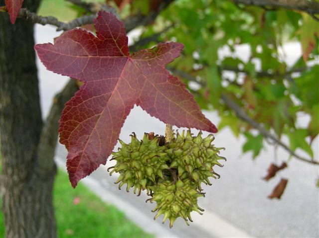 Picture of Liquidambar styraciflua   Sweetgum
