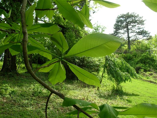 Picture of Magnolia tripetala  Umbrella Magnolia