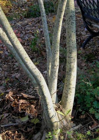 Picture of Magnolia virginiana  Sweetbay Magnolia