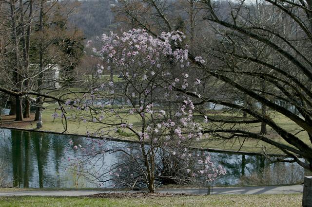 Magnolia x loebneri magnoliaxloebneriileonardmessel032209sg(5)(Small).jpg
