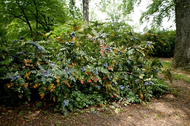 Picture of Mahonia bealei  Leatherleaf Mahonia